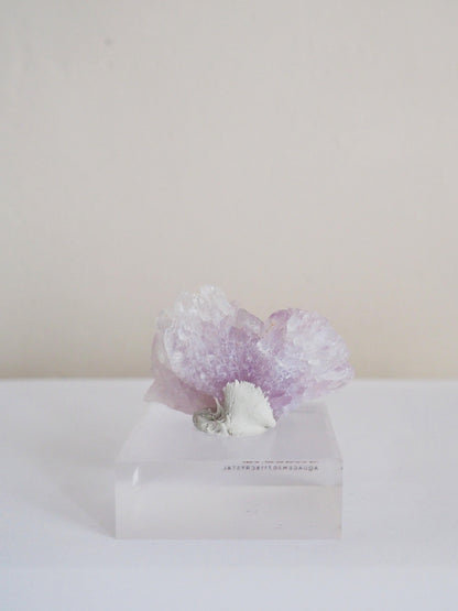 Amethyst Flower . Amethyst Blume Specimen - Rio Grande do Sul . Brasilien HIGH QUALITY