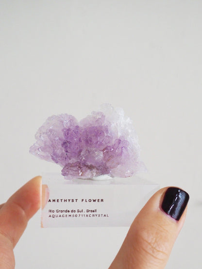 Amethyst Flower . Amethyst Blume Specimen - Rio Grande do Sul . Brasilien HIGH QUALITY