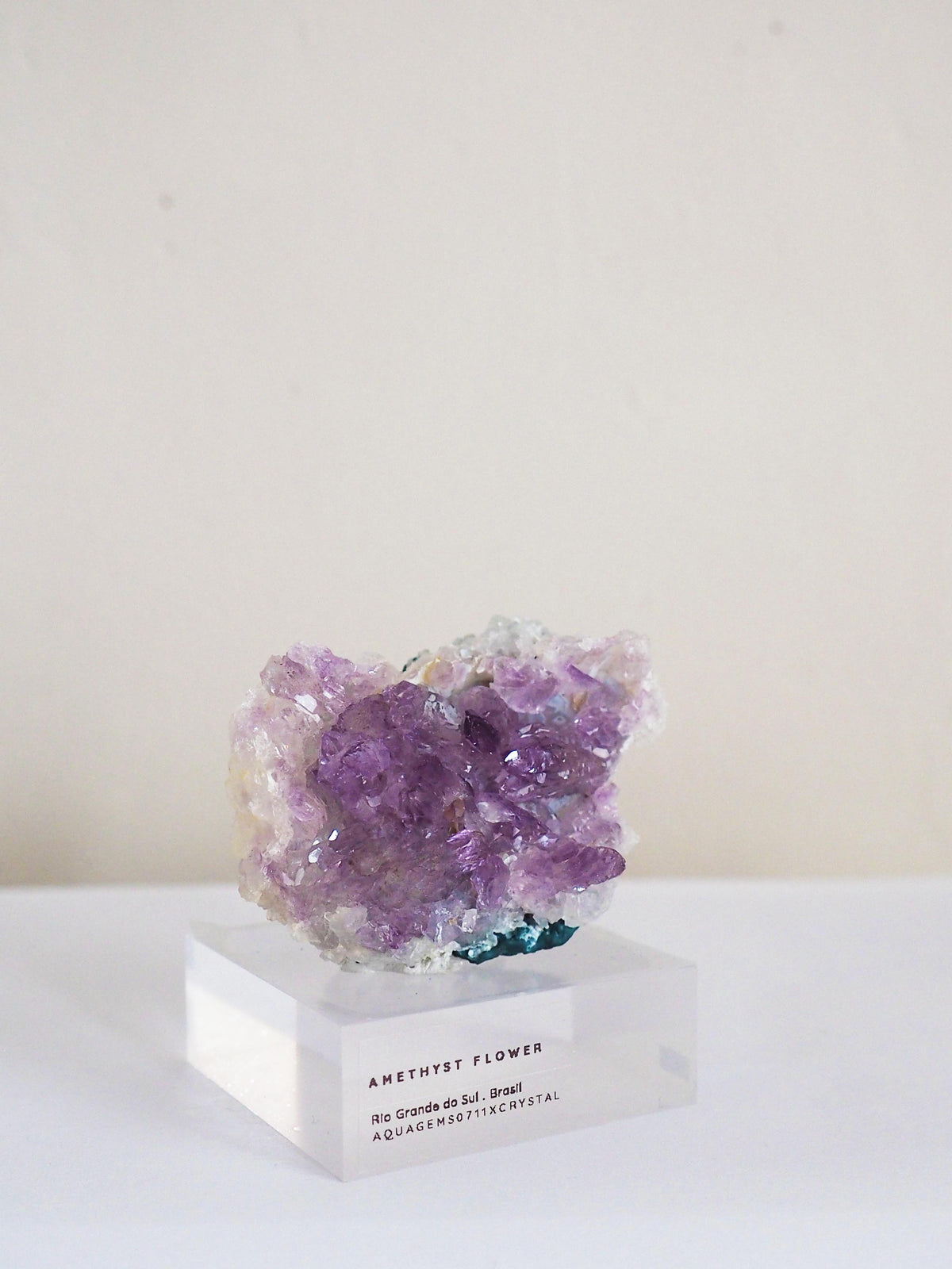 Amethyst Flower . Amethyst Blume Specimen - Rio Grande do Sul . Brasilien HIGH QUALITY