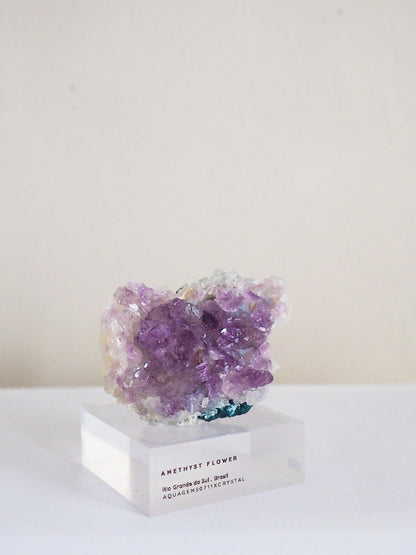 Amethyst Flower . Amethyst Blume Specimen - Rio Grande do Sul . Brasilien HIGH QUALITY