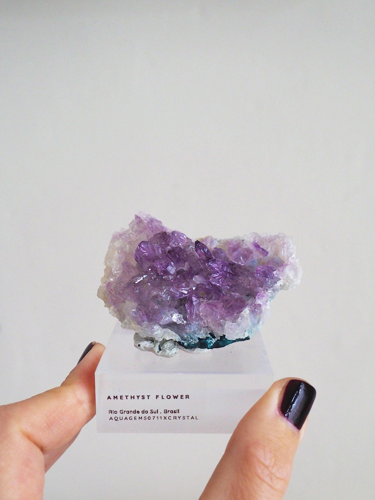 Amethyst Flower . Amethyst Blume Specimen - Rio Grande do Sul . Brasilien HIGH QUALITY