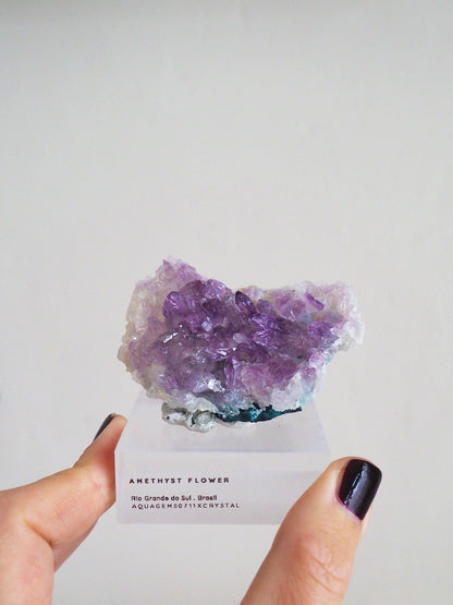Amethyst Flower . Amethyst Blume Specimen - Rio Grande do Sul . Brasilien HIGH QUALITY