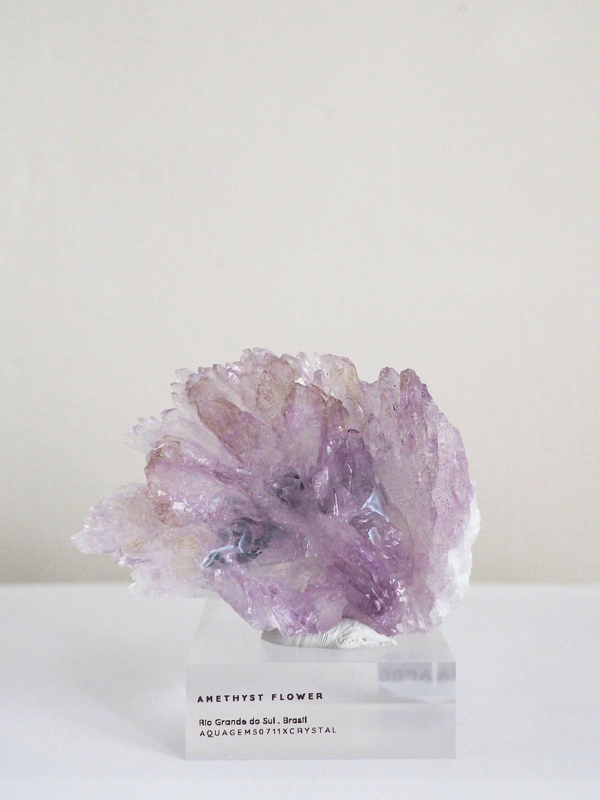 Amethyst Flower . Amethyst Blume Specimen - Rio Grande do Sul . Brasilien HIGH QUALITY