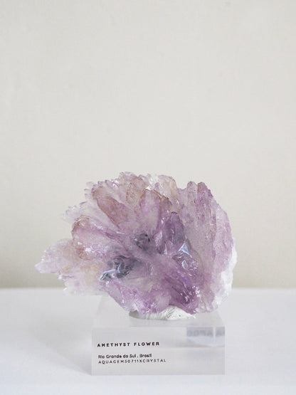 Amethyst Flower . Amethyst Blume Specimen - Rio Grande do Sul . Brasilien HIGH QUALITY