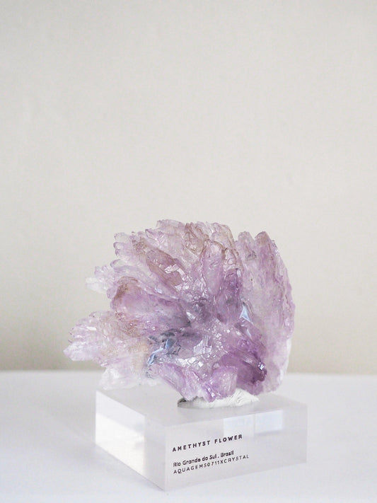 Amethyst Flower . Amethyst Blume Specimen - Rio Grande do Sul . Brasilien HIGH QUALITY