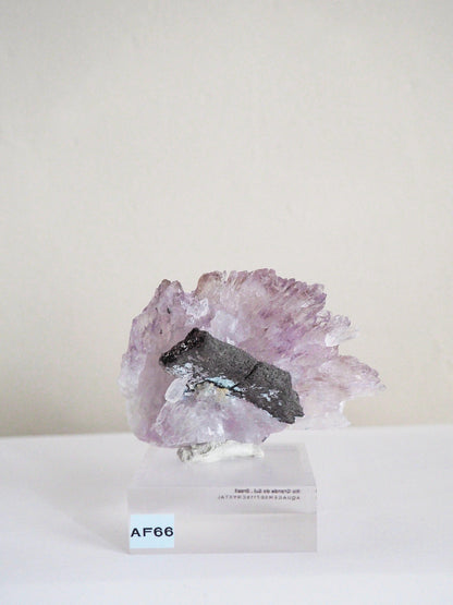 Amethyst Flower . Amethyst Blume Specimen - Rio Grande do Sul . Brasilien HIGH QUALITY
