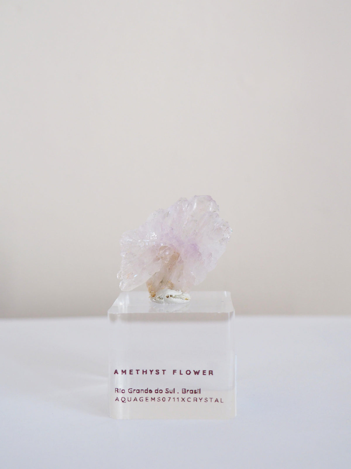 Amethyst Flower . Amethyst Blume Specimen - Rio Grande do Sul . Brasilien HIGH QUALITY