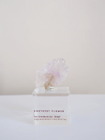 Amethyst Flower . Amethyst Blume Specimen - Rio Grande do Sul . Brasilien HIGH QUALITY