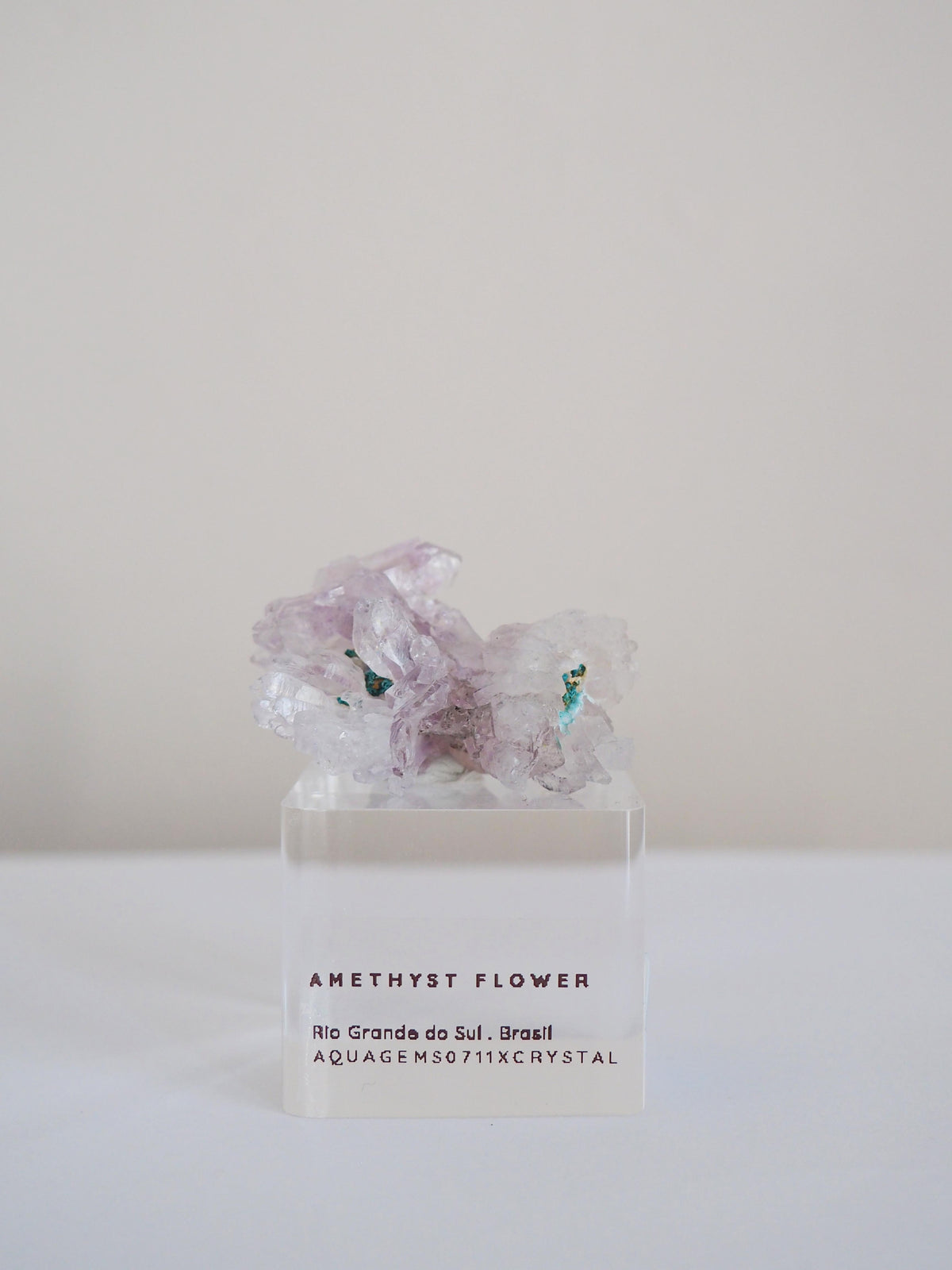 Amethyst Flower . Amethyst Blume Specimen - Rio Grande do Sul . Brasilien HIGH QUALITY