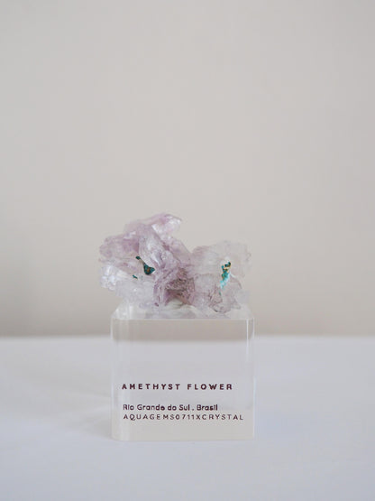Amethyst Flower . Amethyst Blume Specimen - Rio Grande do Sul . Brasilien HIGH QUALITY