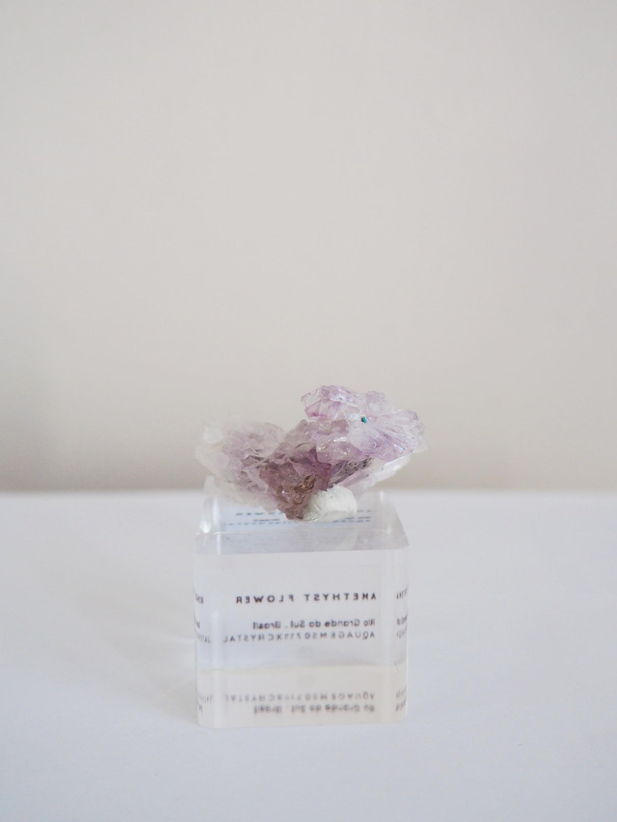 Amethyst Flower . Amethyst Blume Specimen - Rio Grande do Sul . Brasilien HIGH QUALITY