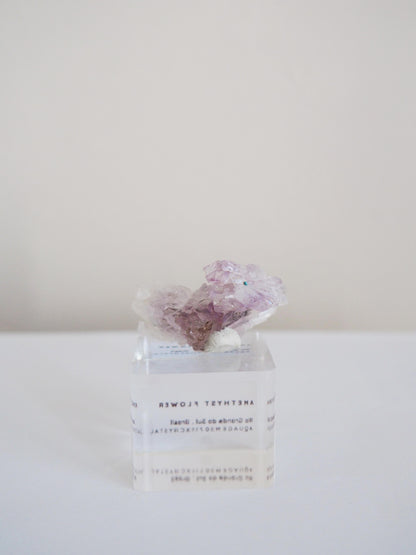 Amethyst Flower . Amethyst Blume Specimen - Rio Grande do Sul . Brasilien HIGH QUALITY