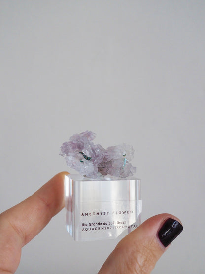 Amethyst Flower . Amethyst Blume Specimen - Rio Grande do Sul . Brasilien HIGH QUALITY