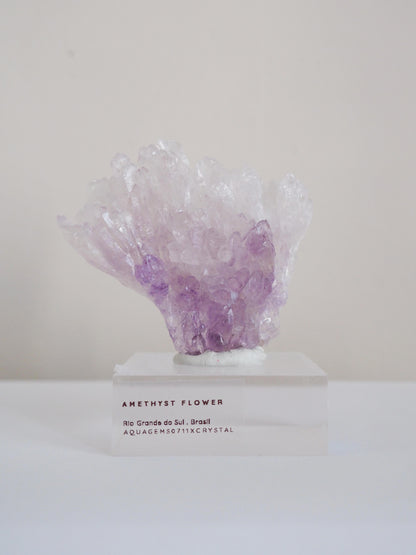 Amethyst Flower . Amethyst Blume Specimen - Rio Grande do Sul . Brasilien HIGH QUALITY