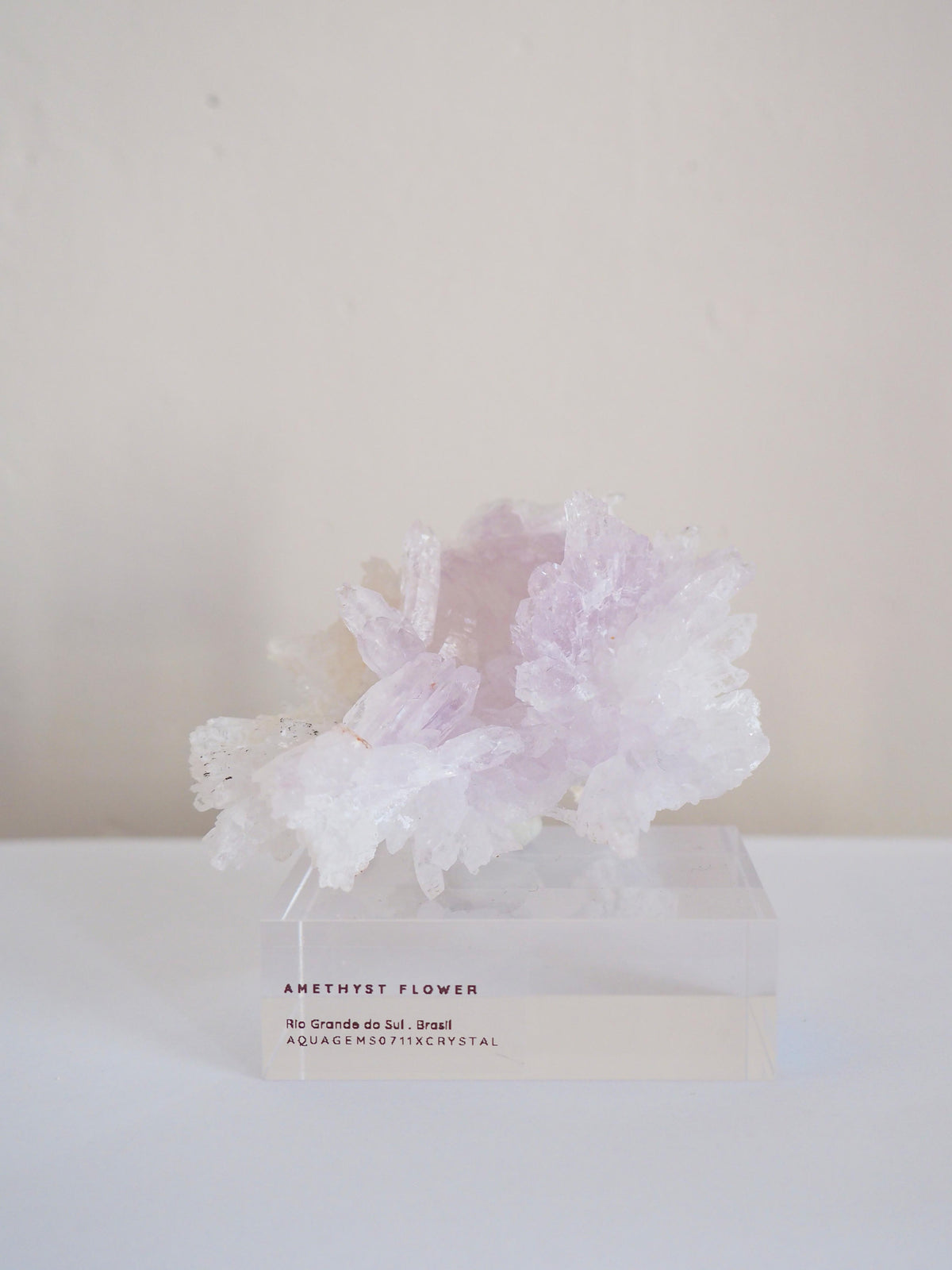 Amethyst Flower . Amethyst Blume Specimen - Rio Grande do Sul . Brasilien HIGH QUALITY