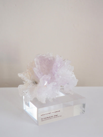 Amethyst Flower . Amethyst Blume Specimen - Rio Grande do Sul . Brasilien HIGH QUALITY