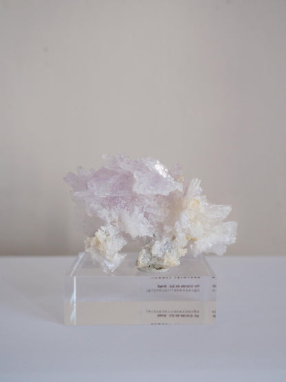 Amethyst Flower . Amethyst Blume Specimen - Rio Grande do Sul . Brasilien HIGH QUALITY