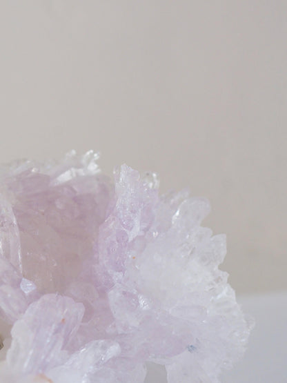 Amethyst Flower . Amethyst Blume Specimen - Rio Grande do Sul . Brasilien HIGH QUALITY