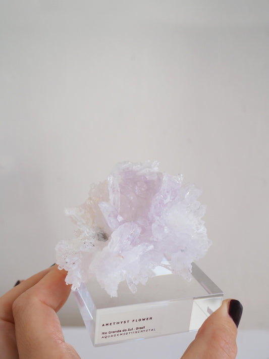 Amethyst Flower . Amethyst Blume Specimen - Rio Grande do Sul . Brasilien HIGH QUALITY