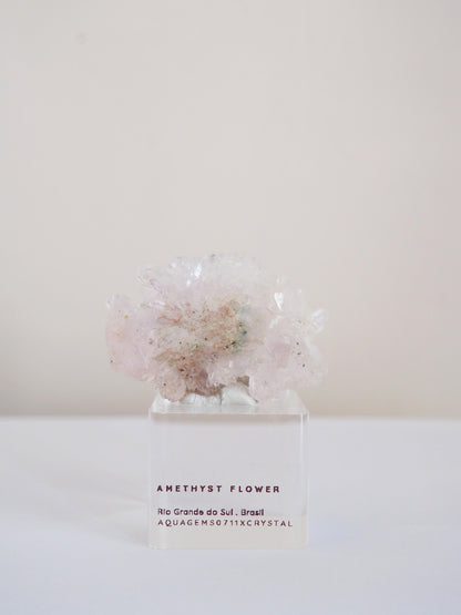 Amethyst Flower . Amethyst Blume Specimen - Rio Grande do Sul . Brasilien HIGH QUALITY