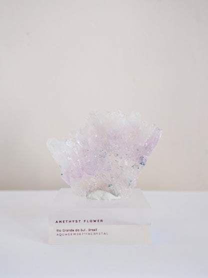 Amethyst Flower . Amethyst Blume Specimen - Rio Grande do Sul . Brasilien HIGH QUALITY