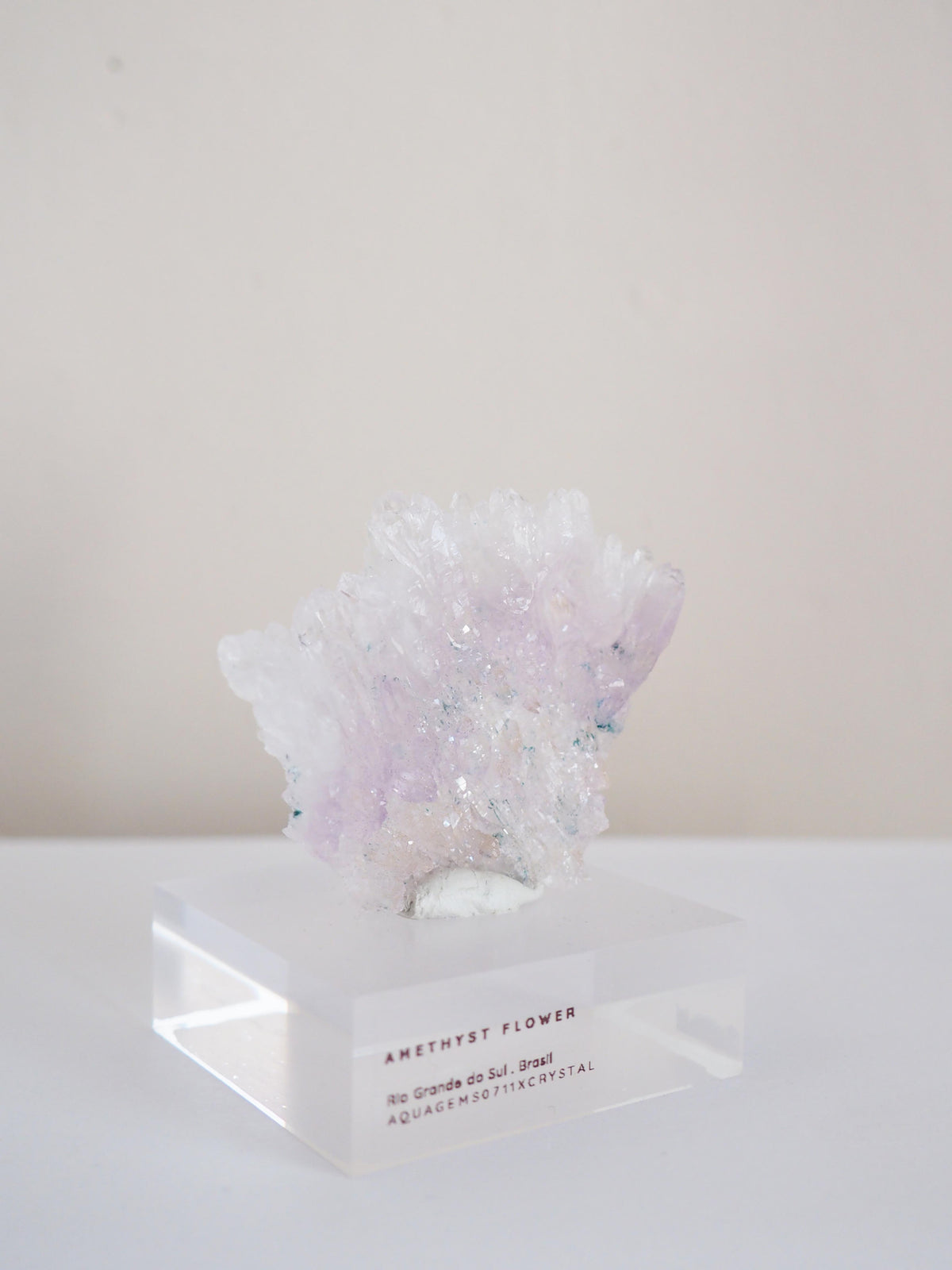 Amethyst Flower . Amethyst Blume Specimen - Rio Grande do Sul . Brasilien HIGH QUALITY