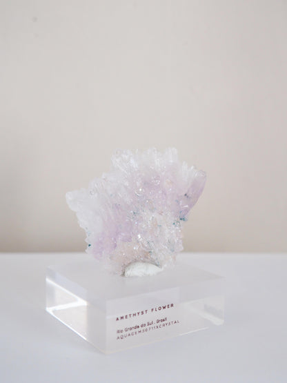 Amethyst Flower . Amethyst Blume Specimen - Rio Grande do Sul . Brasilien HIGH QUALITY