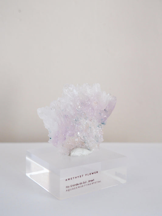 Amethyst Flower . Amethyst Blume Specimen - Rio Grande do Sul . Brasilien HIGH QUALITY