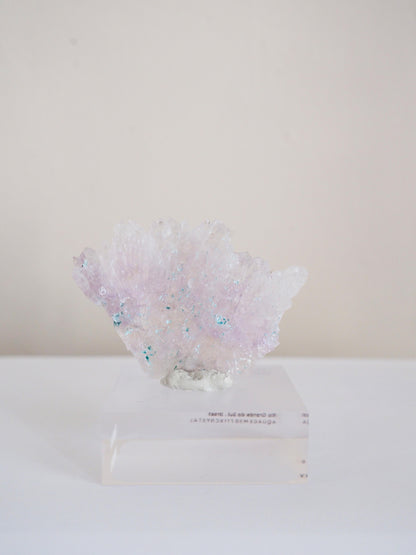 Amethyst Flower . Amethyst Blume Specimen - Rio Grande do Sul . Brasilien HIGH QUALITY