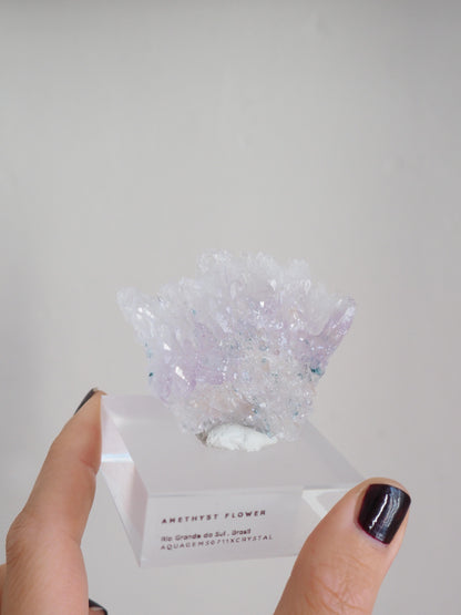 Amethyst Flower . Amethyst Blume Specimen - Rio Grande do Sul . Brasilien HIGH QUALITY