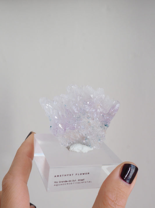 Amethyst Flower . Amethyst Blume Specimen - Rio Grande do Sul . Brasilien HIGH QUALITY