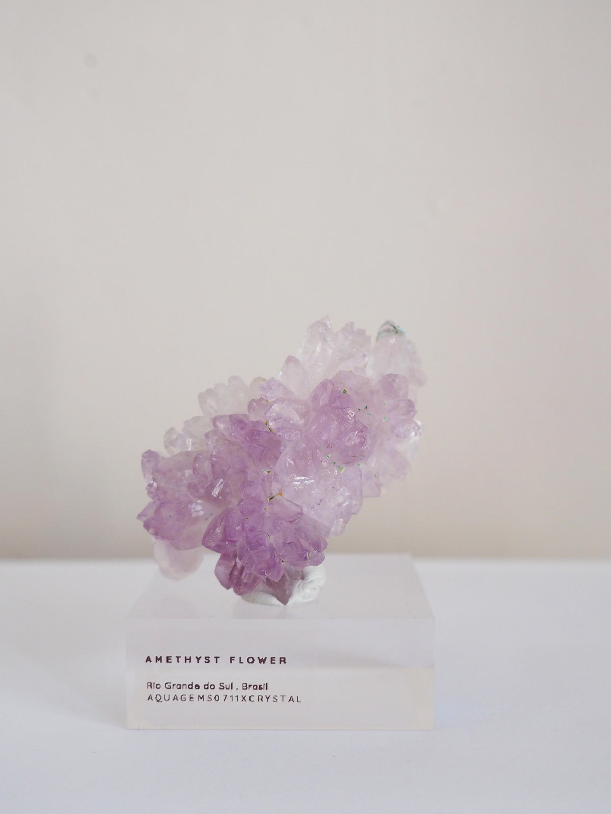 Amethyst Flower . Amethyst Blume Specimen - Rio Grande do Sul . Brasilien HIGH QUALITY