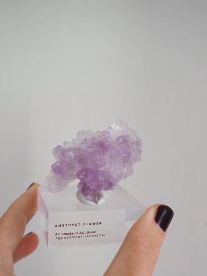 Amethyst Flower . Amethyst Blume Specimen - Rio Grande do Sul . Brasilien HIGH QUALITY
