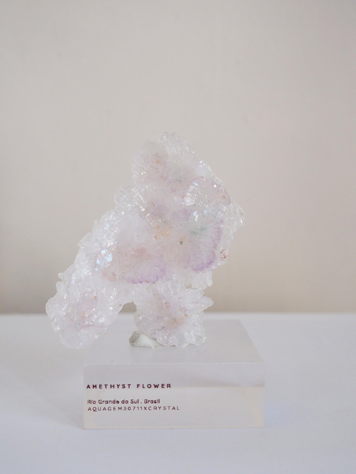 Amethyst Flower . Amethyst Blume Specimen - Rio Grande do Sul . Brasilien HIGH QUALITY