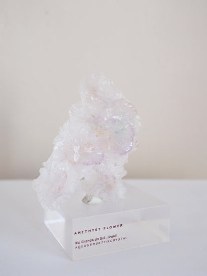 Amethyst Flower . Amethyst Blume Specimen - Rio Grande do Sul . Brasilien HIGH QUALITY