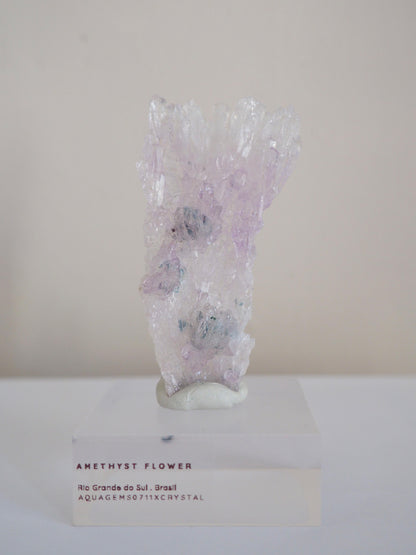 Amethyst Flower . Amethyst Blume Specimen - Rio Grande do Sul . Brasilien HIGH QUALITY
