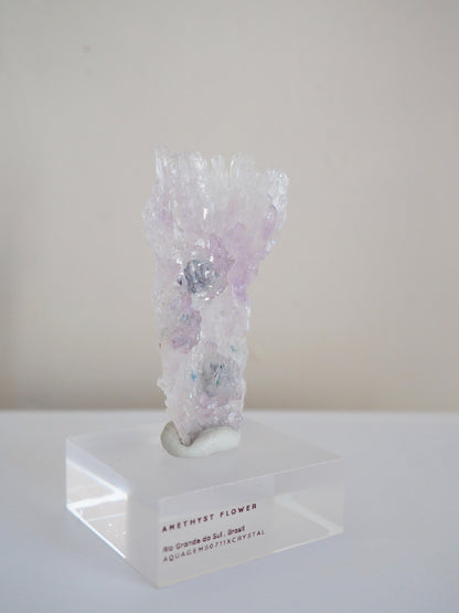 Amethyst Flower . Amethyst Blume Specimen - Rio Grande do Sul . Brasilien HIGH QUALITY