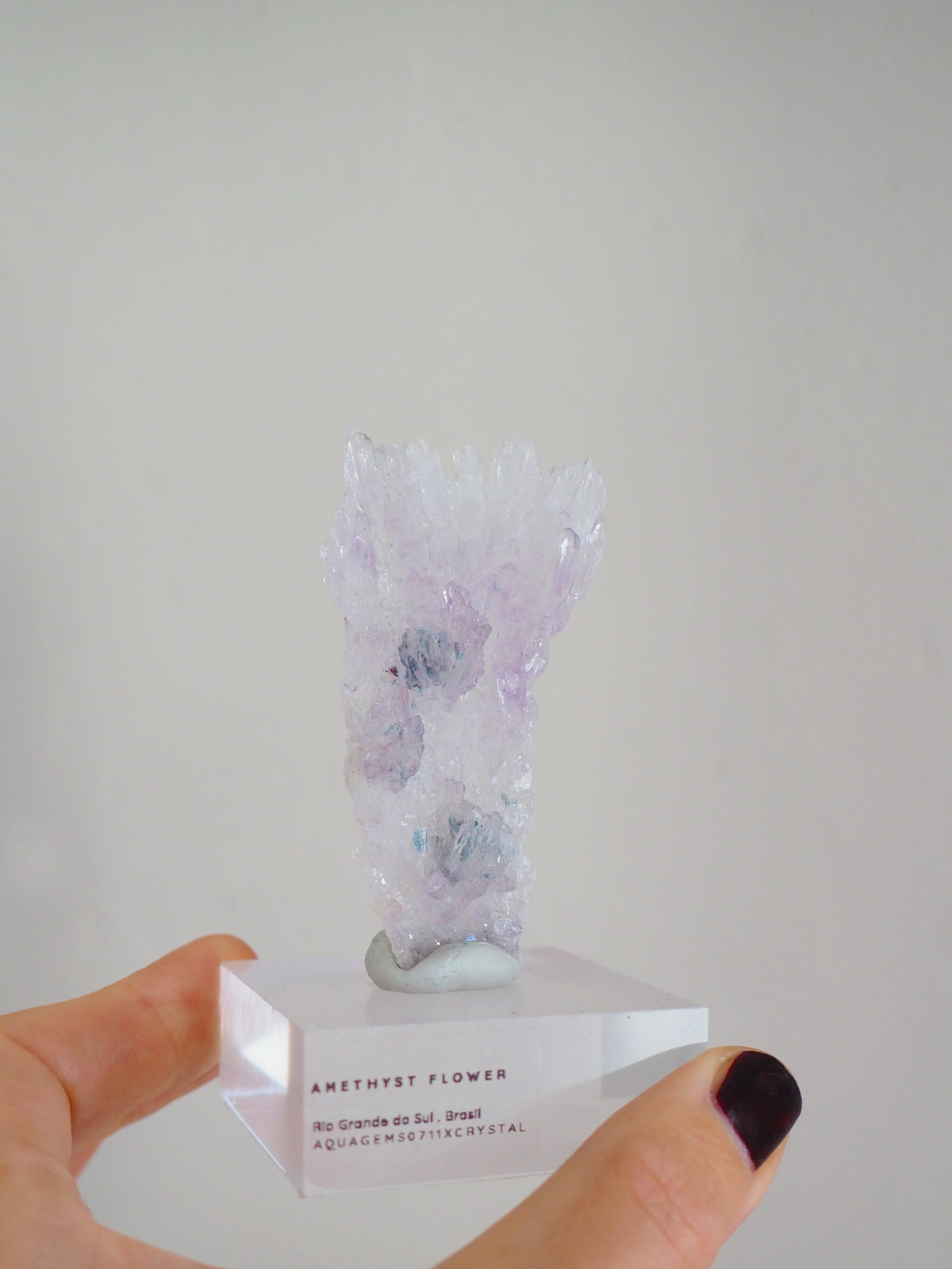 Amethyst Flower . Amethyst Blume Specimen - Rio Grande do Sul . Brasilien HIGH QUALITY