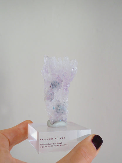 Amethyst Flower . Amethyst Blume Specimen - Rio Grande do Sul . Brasilien HIGH QUALITY