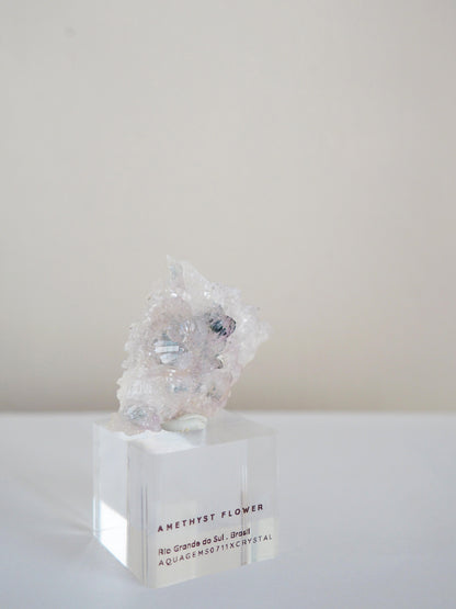 Amethyst Flower . Amethyst Blume Specimen - Rio Grande do Sul . Brasilien HIGH QUALITY