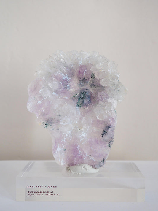 Amethyst Flower . Amethyst Blume Specimen - Rio Grande do Sul . Brasilien HIGH QUALITY