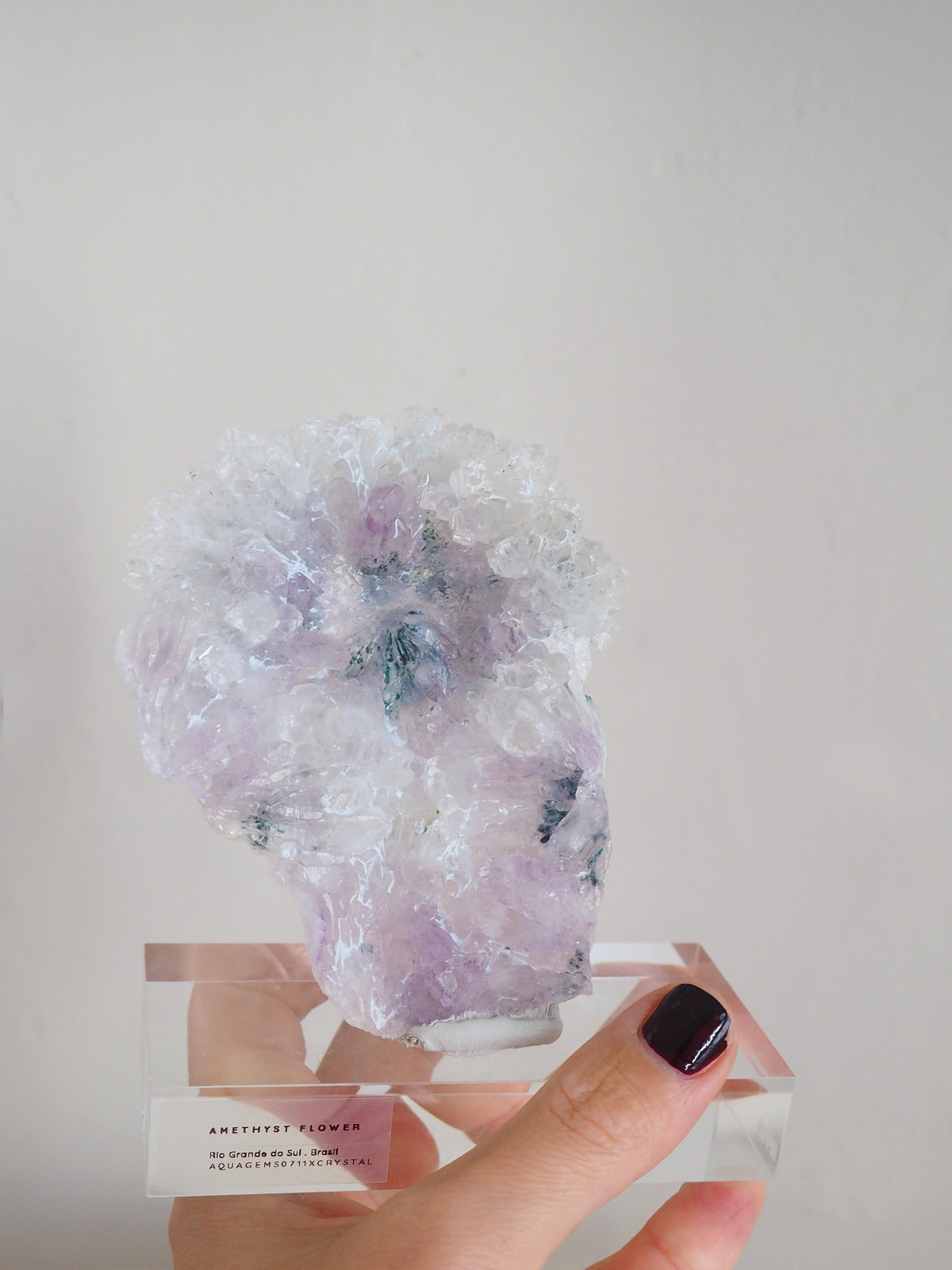 Amethyst Flower . Amethyst Blume Specimen - Rio Grande do Sul . Brasilien HIGH QUALITY