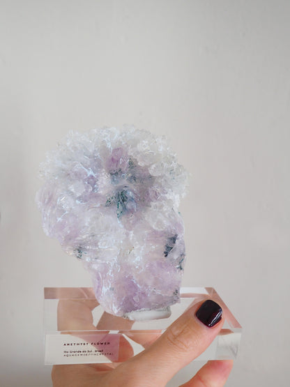 Amethyst Flower . Amethyst Blume Specimen - Rio Grande do Sul . Brasilien HIGH QUALITY