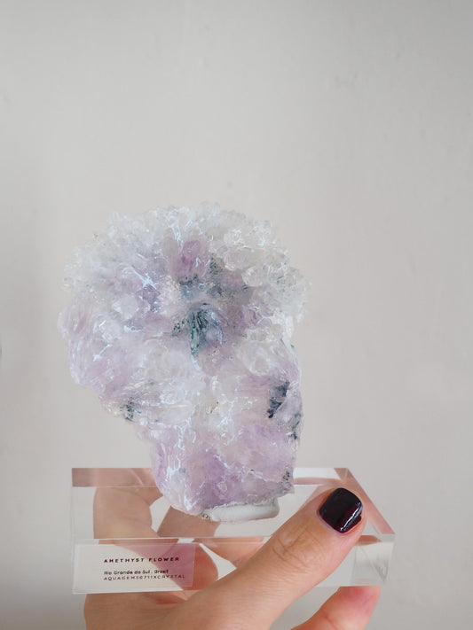 Amethyst Flower . Amethyst Blume Specimen - Rio Grande do Sul . Brasilien HIGH QUALITY