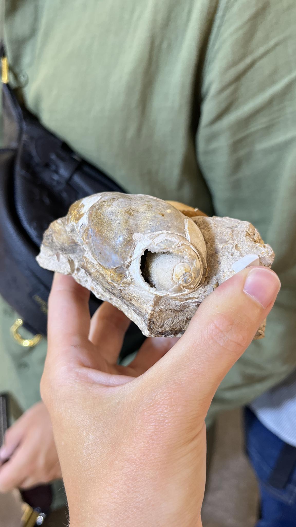 Kristallisierte Druzy Muschel . Schnecke ca. 400 Mio Jahre alt ca. 2-3 cm -aus  Dhar Region Madhya Pradesh Indien SUPER RARE